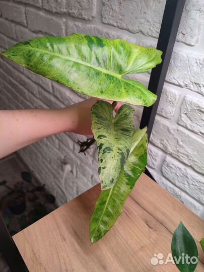Филодендрон Биллитау мраморный