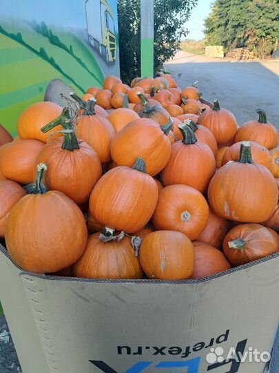 Тыква оптом
