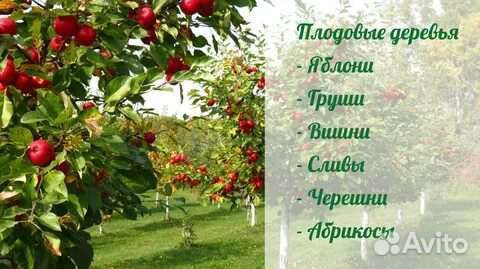 Саженцы плодовых и декоративных растений