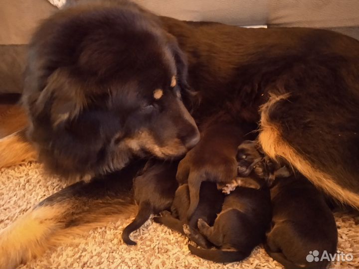 Щенки Банхара, монгольские документы, для охраны