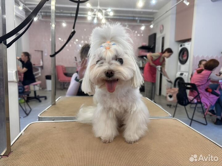 Груммер для собак