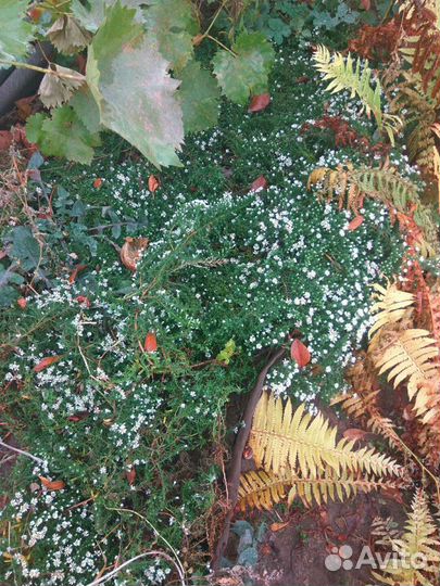 Вересковая астра