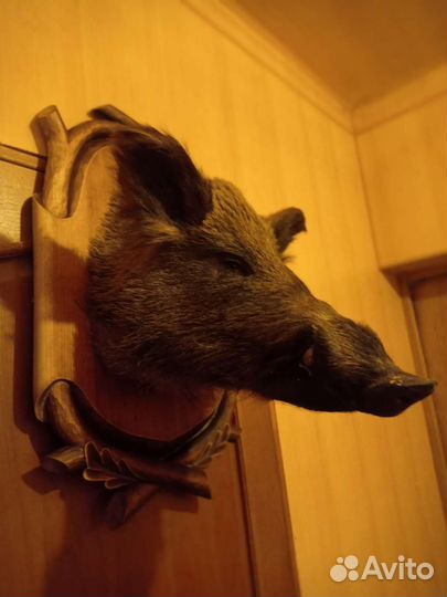 Чучело кабана