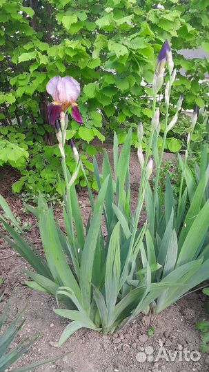 Ирис