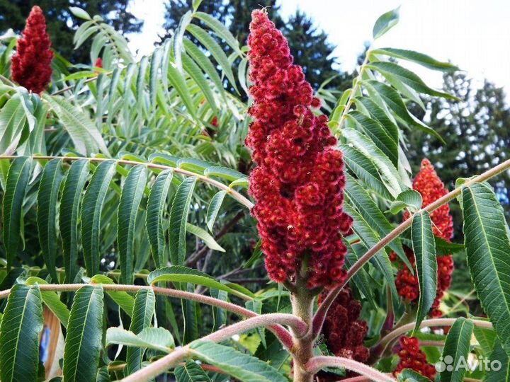 Саженцы сумах оленерогий