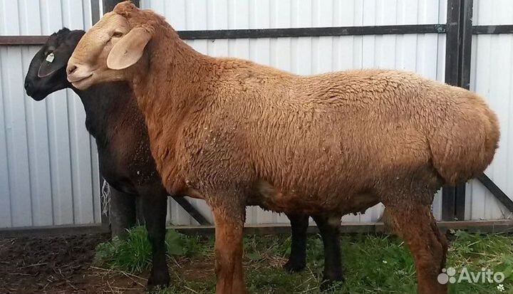 Бараны на курбан байрам