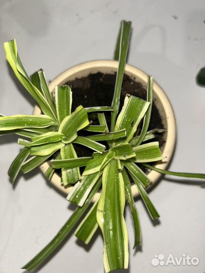 Хлорофитум