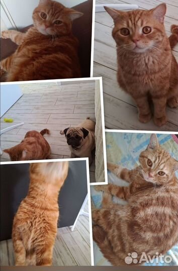 Котик в дар