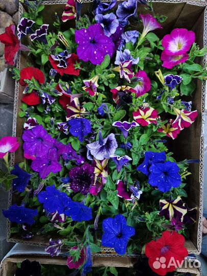 Колеус, бегония,петуния,сальвия, ампельная петуния