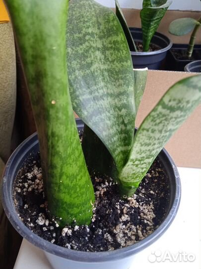 Сансевьерия