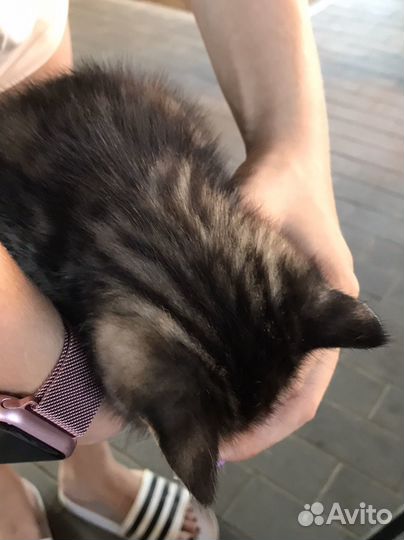 Шотландская кошка