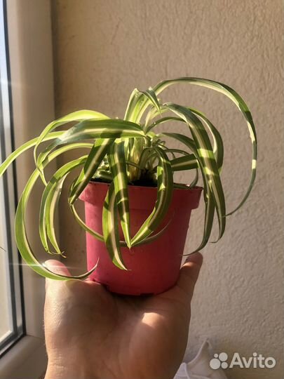 Хлорофитум кудрявый
