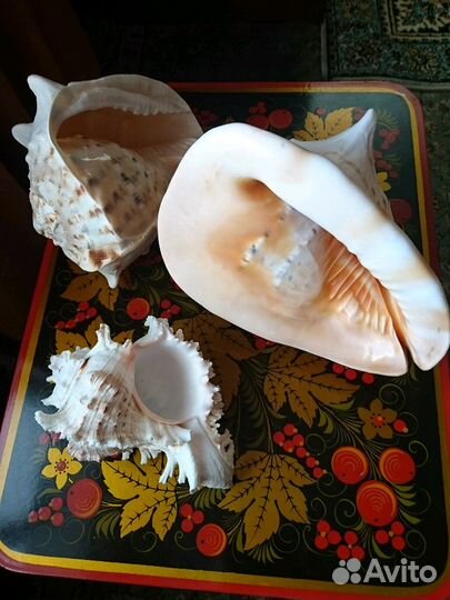 Раковины морские Индия