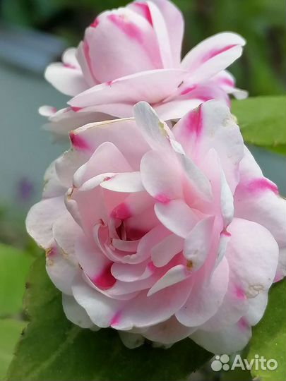 Бальзамин махровый. Срез