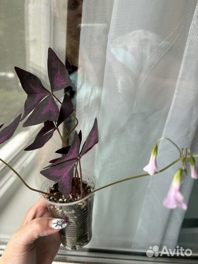 Кислица оксалис