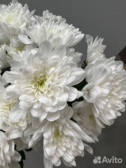 Хризантема кустовая