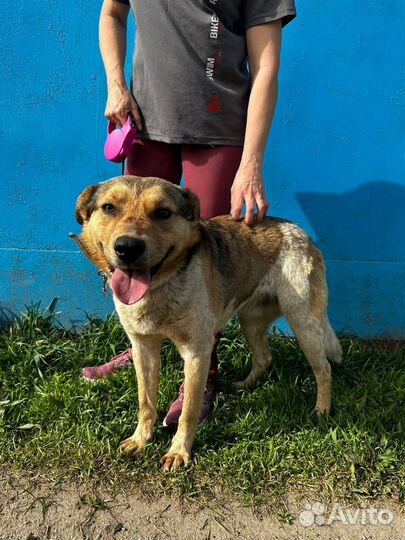 Отдам в добрые руки