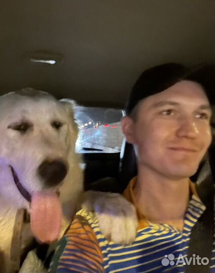 Передержка животных