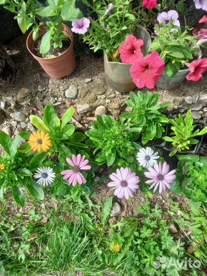 Рассада, Колиус и многолетники