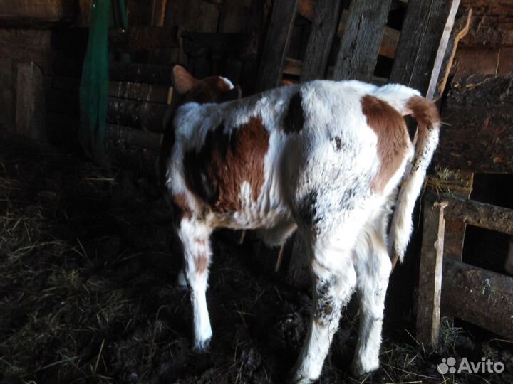 Телята, тёлочки