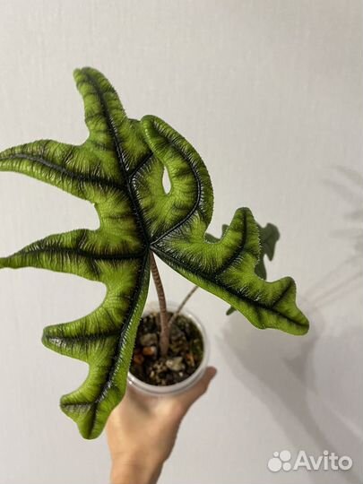 Алоказия жаклин