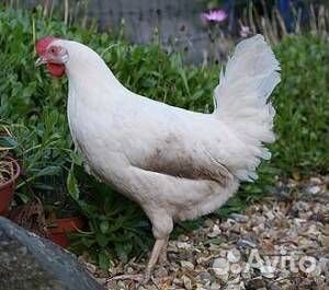 Куры несушки от 9 месяцев с бесплатной доставкой