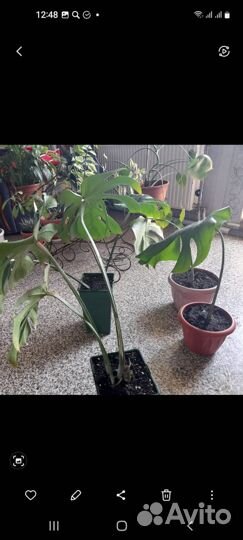 Многолетние растения