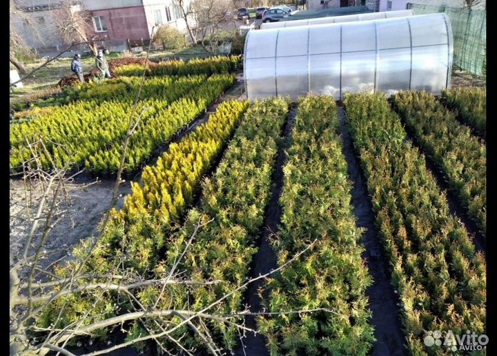 Плодовые,туи,декоративные растения,можжевельники