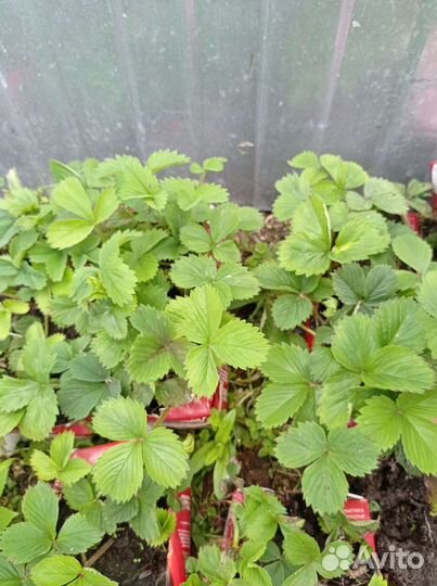 Клубника, земляника кустики, лук многолетний