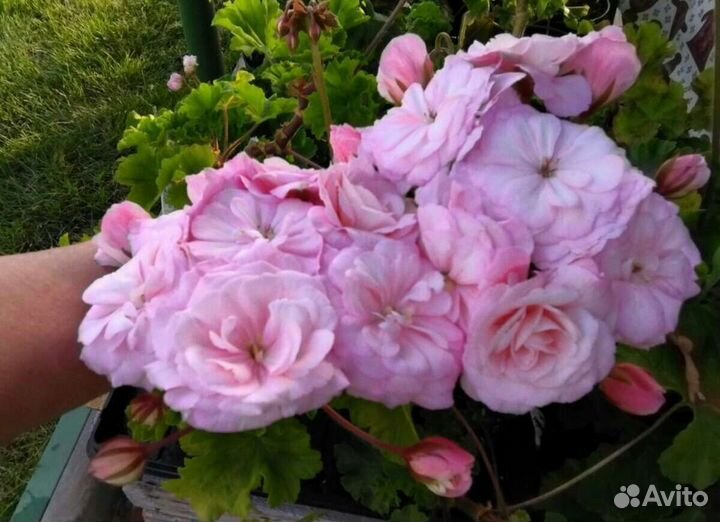 Пеларгония герань