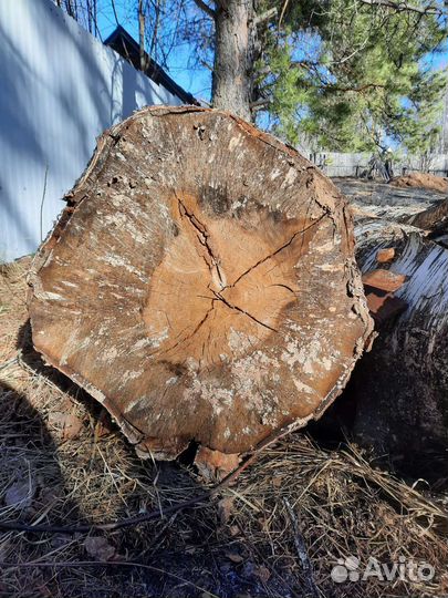 Берёза для поделок, от 50см