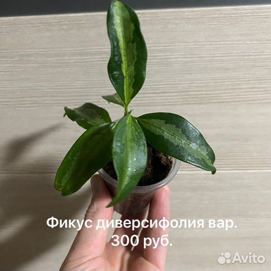 Фикусы