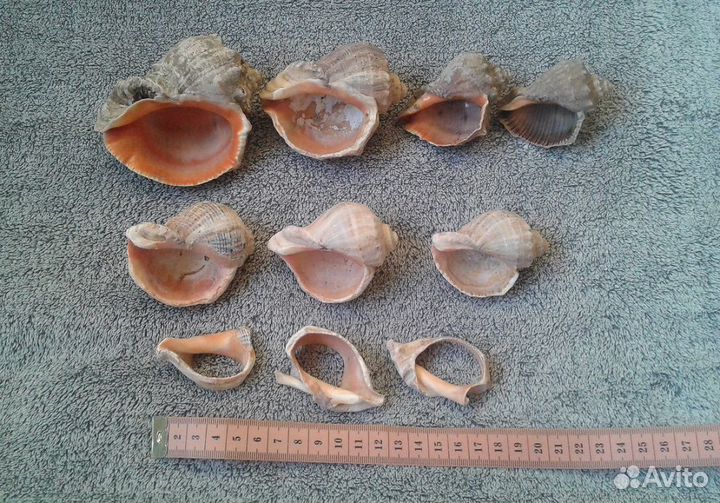 Раковины ракушки в аквариум