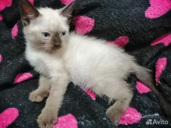 Кошки в добрые руки