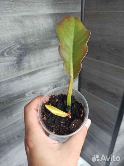 Филодендроны