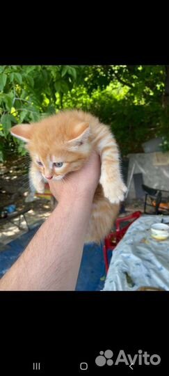 1.5 месячные котята в добрые руки. бесплатно