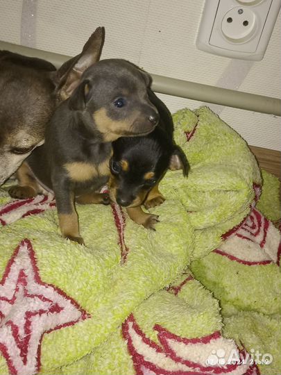 Домашние животные