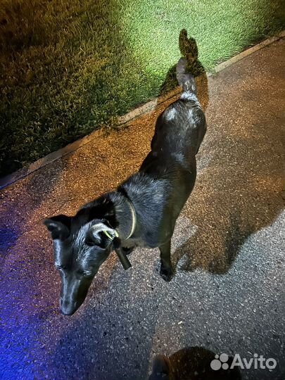 Найдена собака