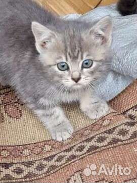 Кошка в дар