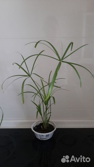 Циперус альтернифолиус Грацилис (тростник/зонтик)