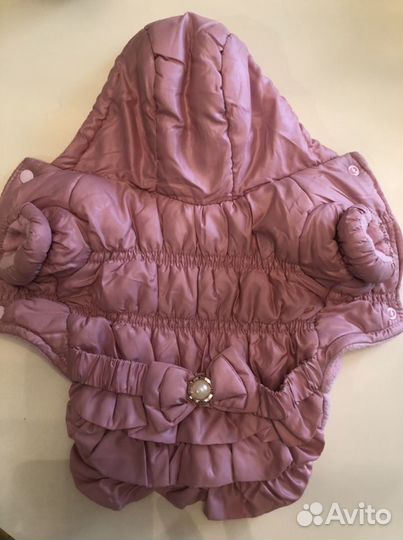 Одежда для чихуахуа