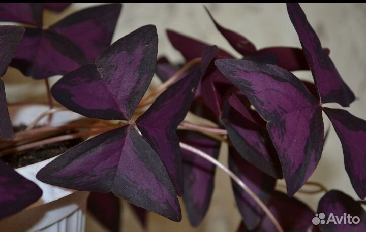 Кислица оксалис