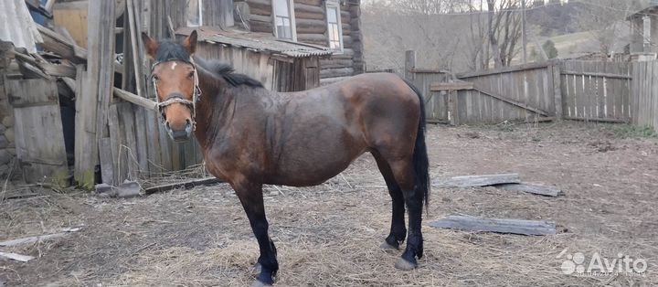 Продается кобыла