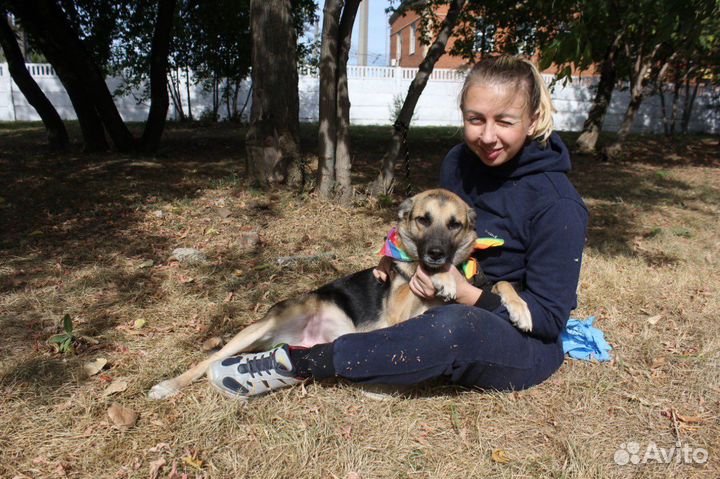 Отдам бесплатно бывшедомашнюю собаку