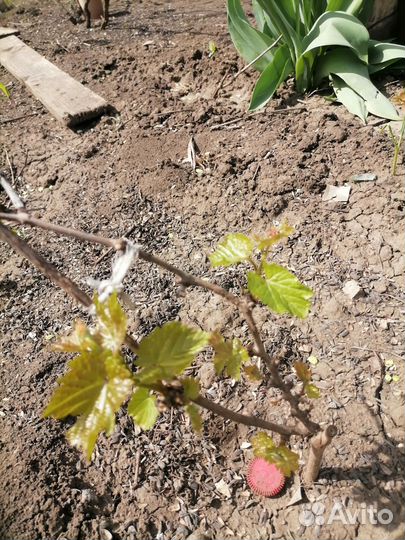 Саженцы винограда Юлиан