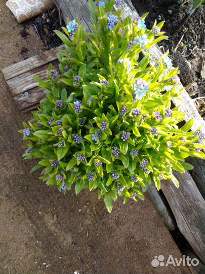 Многолетние цветы для сада