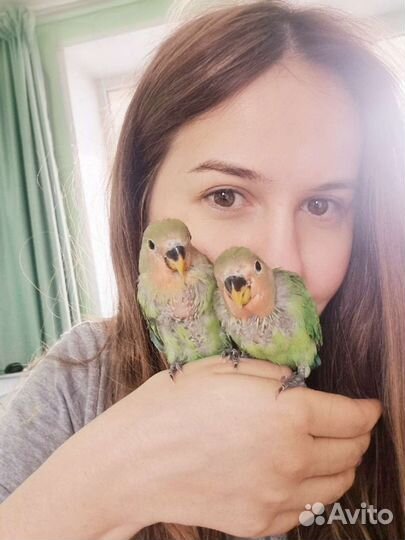 Птенцы самой милой в мире пары неразлучников