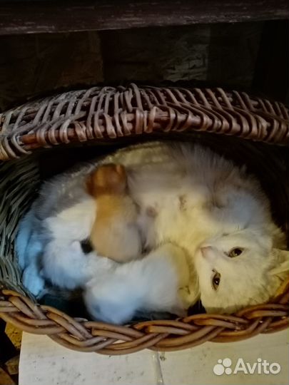 Котята два рыжих два белых