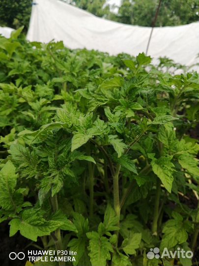 Рассада помидор, огурцов, перца, капуста