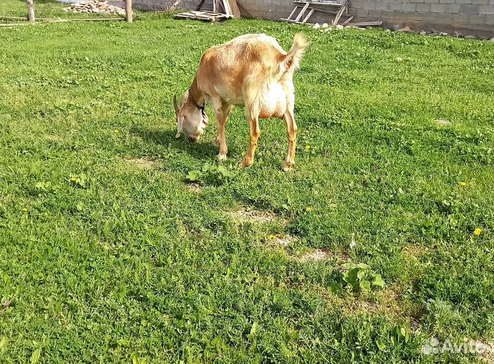 Молочные козы